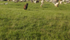 ЕЛИТНИ МЛАДО СТАДО 220 БР.  МЛЕЧНИ  кози започнаха да раждат  спешно! - Снимка 4