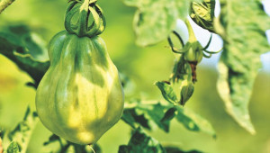 Патоген по доматите заплашва производителите в Европа - Agri.bg