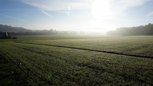 На места пшеницата започна да жълтее - Agri.bg