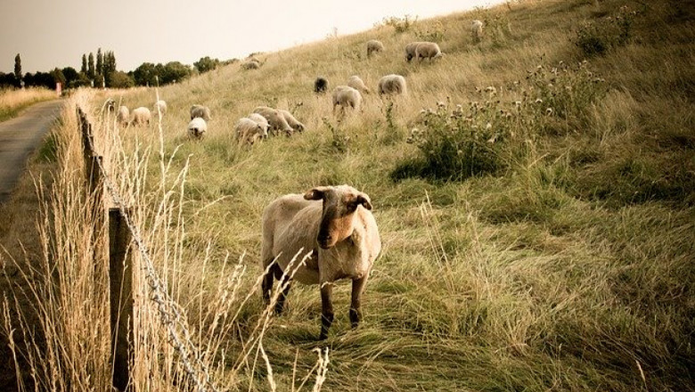 Гърция ще рекламира своето овче и козе месо с пари от ЕС