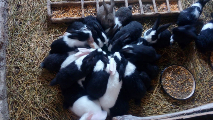 Продавам синеоки зайци за разплод - Снимка 6