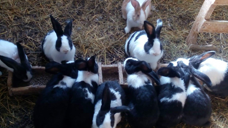 Продавам синеоки зайци за разплод - Снимка 7