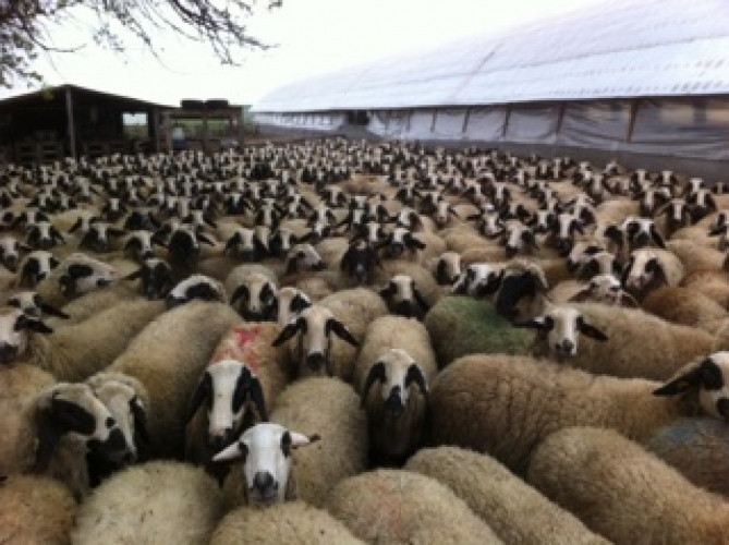 Продавам вакли маришки овце - Снимка 1