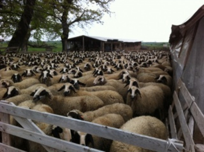 Продавам вакли маришки овце - Снимка 2