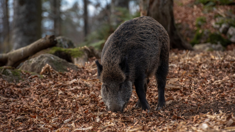 Откриха АЧС при диви свине в Панагюрище