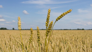 Добри новини за румънските зърнопроизводители