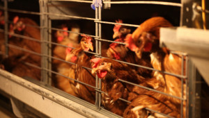 Птицевъдство: Раздвижва се износът на птиче месо - Снимка 1