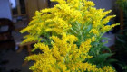Медоносно растение- златна пръчица - Снимка 1