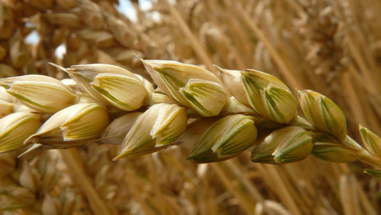 Борси: Цената на пшеницата търси нов таван в региона