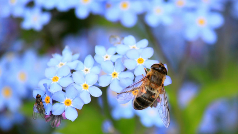 Международното изложение "Пчеларство 2020" започва на 6 февруари