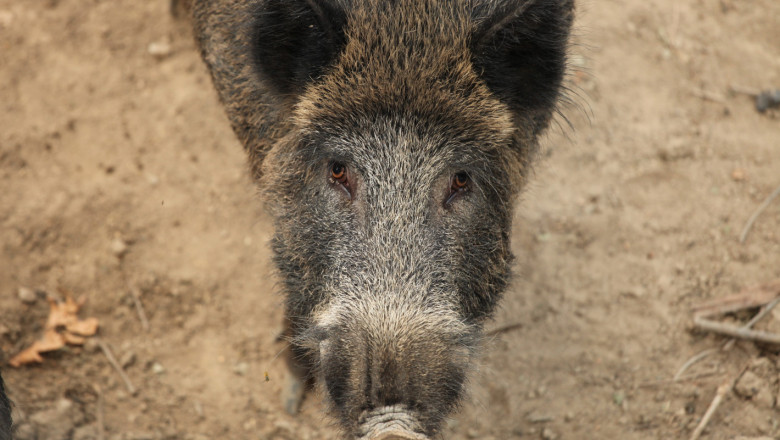 Нови случаи на АЧС при диви свине в 16 области в страната