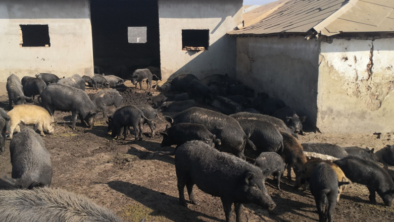 Чумата ликвидира още две свинеферми във Варненско