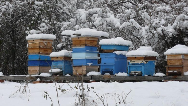 Състояние на пчелните семейства през месец февруари
