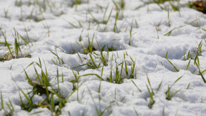 Нова надежда: Дъжд и сняг спасяват пшеницата