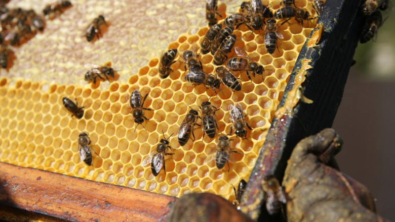 Новата пчеларска програма тръгва на 24 февруари