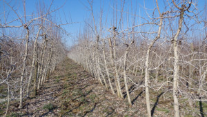 Зимното пръскане може да пази овошките и от студа - Agri.bg