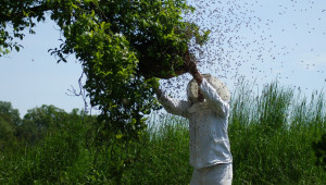 Пчеларите отбелязват своя празник днес - Снимка 1
