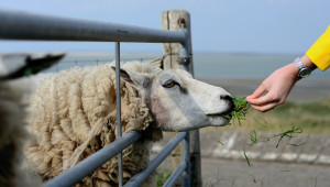 Животновъдите в Бургаско са отличници по овче мляко