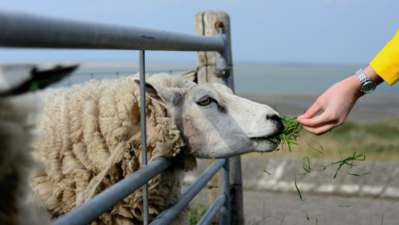 Животновъдите в Бургаско са отличници по овче мляко