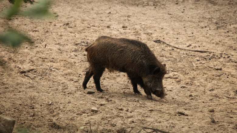 В плен на чумата: Още 40 диви прасета в 10 области