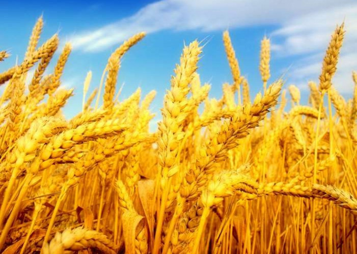 пшеница нова реколта фиксирана цена - Снимка 1