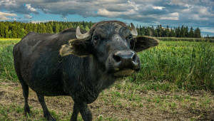 Животновъдите в Хасковско с двойно повече биволи за подпомагане