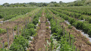 Зеленчуците в Кърджалийско се ширят на тройно по-голяма площ
