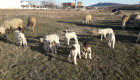 Ферма за отлеждане на овце - Снимка 1