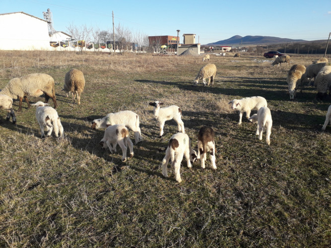 Ферма за отлеждане на овце - Снимка 1