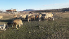 Ферма за отлеждане на овце - Снимка 2