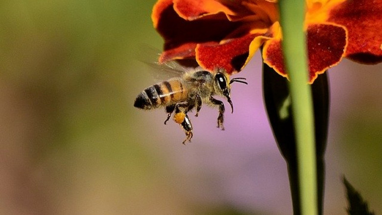 Загадъчният танц на пчелите - какво казва?