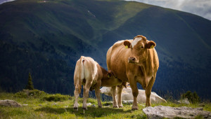 Агроиновации: Прецизно хранене в млечното говедовъдство - Снимка 1