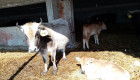 Българско сиво говедо - Снимка 1