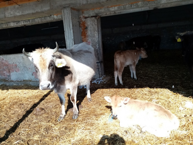 Българско сиво говедо - Снимка 1