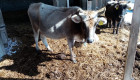 Българско сиво говедо - Снимка 3