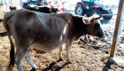 Българско сиво говедо - Снимка 4