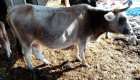 Българско сиво говедо - Снимка 5
