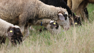 Трудно време за животновъдите: Намаляват стадата от овце и кози