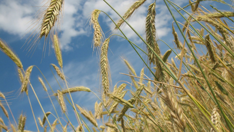 Пшеницата поевтиня заради добри и лоши новини