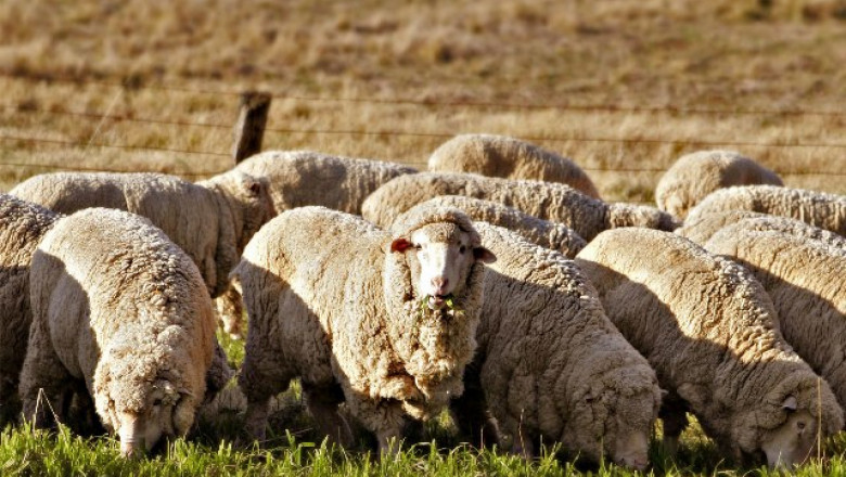 Как да изберем овце от тънкорунни породи за разплод?