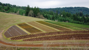 Пикселно земеделие опазва растенията и почвите