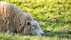 Класификация на породите овце - Agri.bg