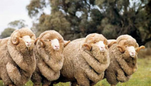 Тънкорунни породи овце - Снимка 2