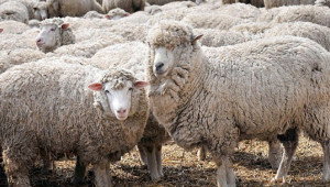 Тънкорунни породи овце - Снимка 4