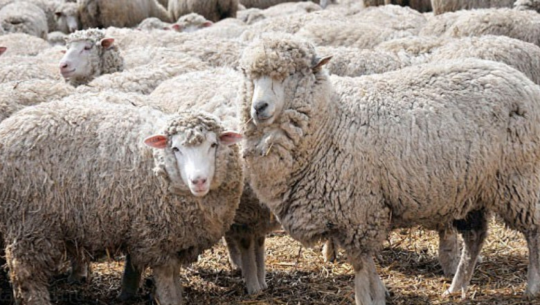 Тънкорунни породи овце