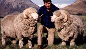 Тънкорунни породи овце - Снимка 6