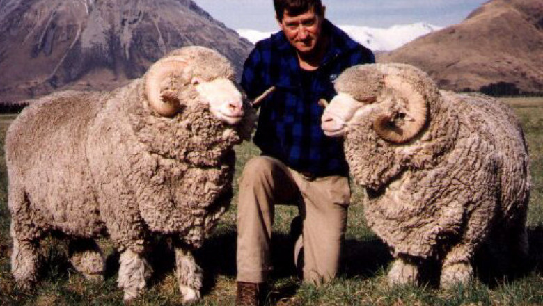 Тънкорунни породи овце
