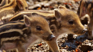 БАБХ: Десетки нови случаи на чума по свинете у нас