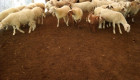 Продавам овце Аваси - Снимка 1