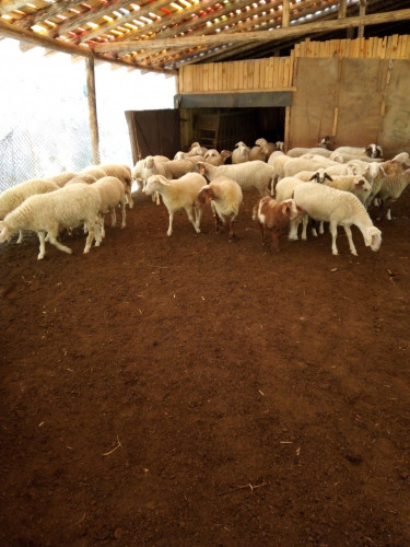 Продавам овце Аваси - Снимка 1